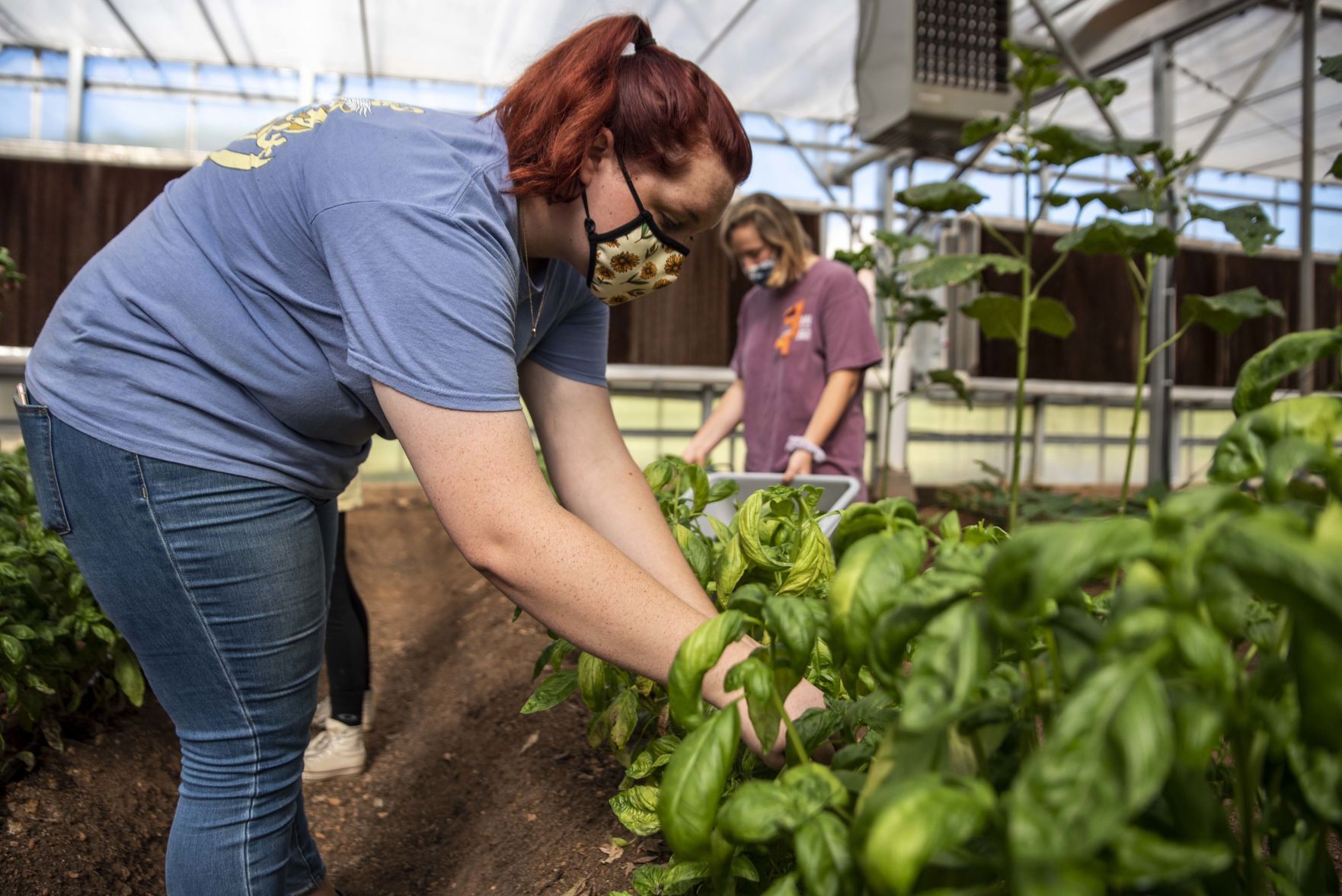 Sweet Briar College Greenhouse